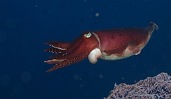 Raja Ampat 2016 - Sepia latimanus - Broadclub cuttlefish - Seiche - IMG_4263_rc_filtered